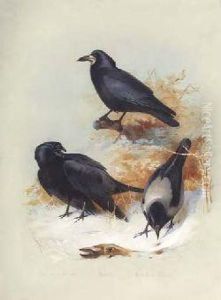 Carrion Crow, Hooded Crow by Archibald Thorburn