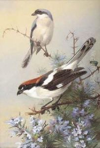 Grey-backed Shrike And Woodchat Shrike by Archibald Thorburn