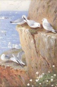 Seagulls by Archibald Thorburn