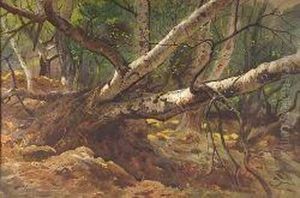Fallen Trees
