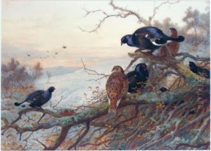The Evening Roost, Black Game The Evening Roost, Black Game