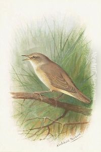 A Nightingale A Nightingale