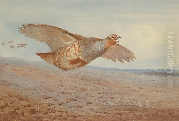 Grey Partridge In Flight - view 1