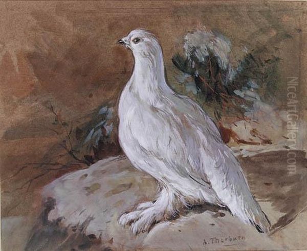 A Ptarmigan Resting - view 1