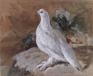 A Ptarmigan Resting A Ptarmigan Resting