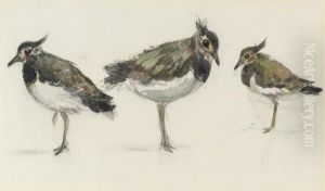 Study Of Peewits by Thomas Gainsborough