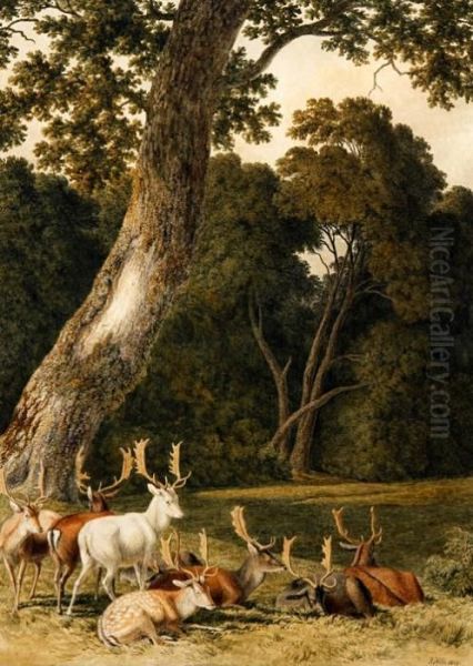 Fallow Deer - view 1