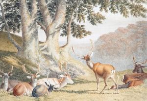 Deer In A Park