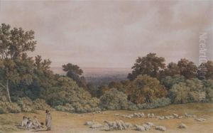 Sheep Grazing In An Extensive Landscape