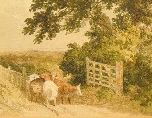 Cattle By Agate