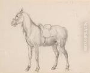 Study Of A Horse