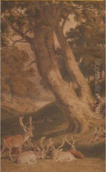 Deer Resting Under Trees - view 1
