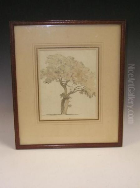 Study Of An Oak Tree , A Wash Drawing - view 1
