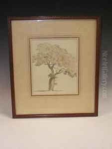 Study Of An Oak Tree , A Wash Drawing Study Of An Oak Tree , A Wash Drawing