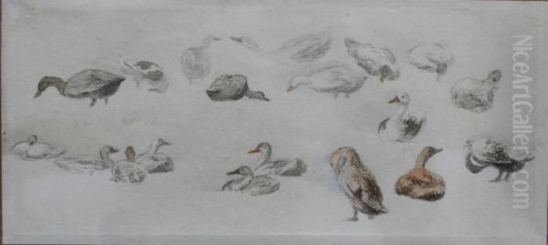Studies Of Ducks - view 1