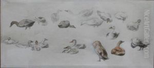 Studies Of Ducks