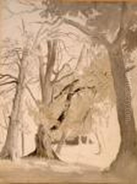 Beeches In Knole Park - view 1