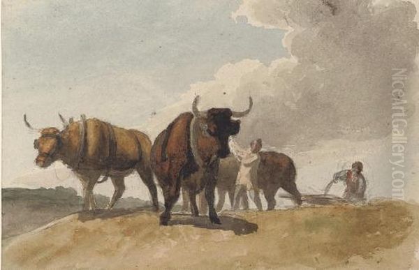 Oxen Ploughing - view 1
