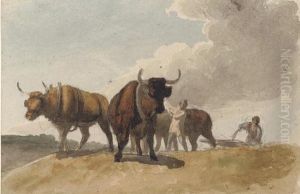 Oxen Ploughing