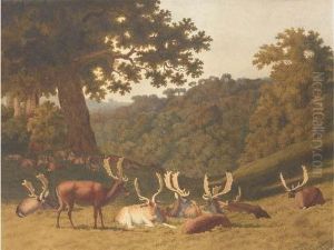 Stags And Hinds Resting In A Parkland Landscape by Robert Hills
