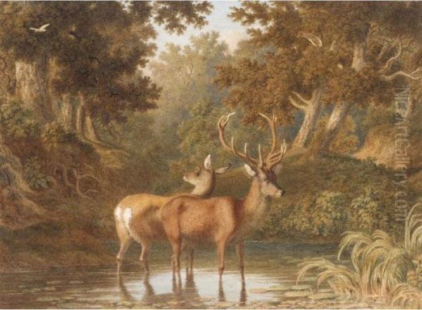 Deer In A Woodland Pool - view 1