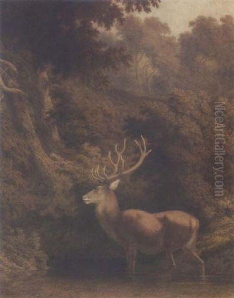 Stag In Woodland - view 1