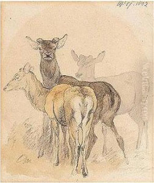 A Study Of Deer - view 1