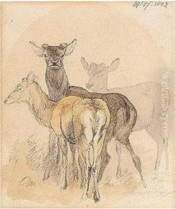 A Study Of Deer by Robert Hills