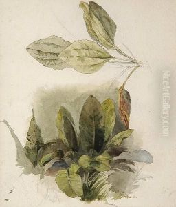 A Study Of Leaves, A Page From A Sketchbook by Peter de Wint