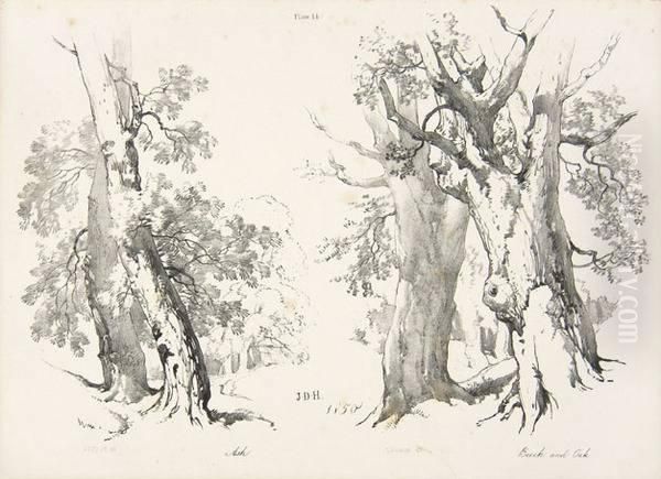 Artists' Manuals.- Lessons On Trees by James Duffield Harding