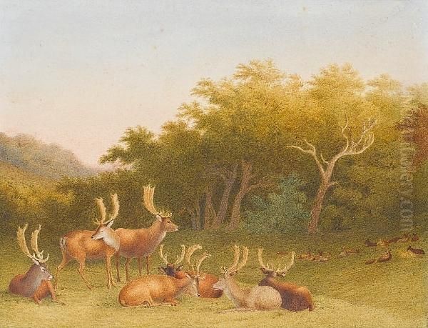 Deer Resting In A Landscape - view 1