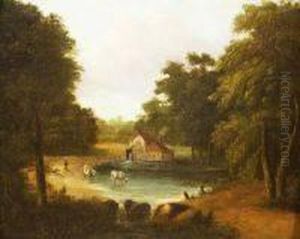 Cow Drinking From The Miller's Lake