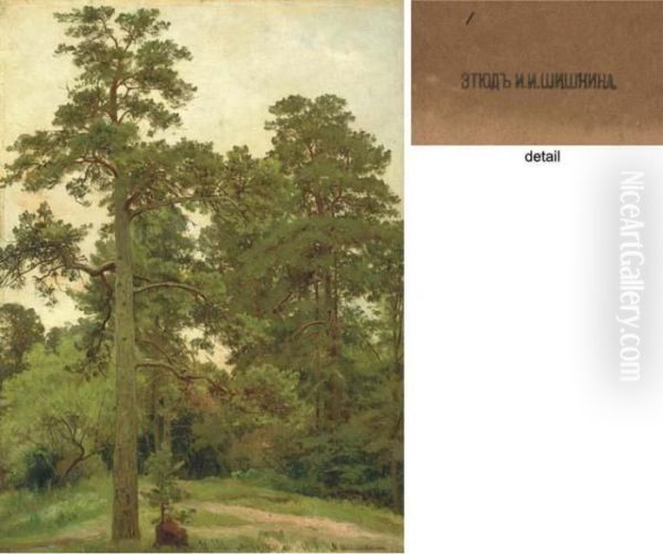 Pine Trees, Merekiul' - view 1