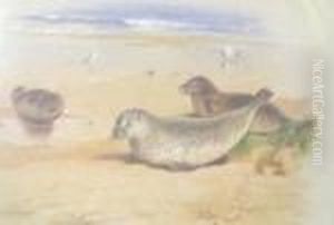 Two Studies Of Seals And One Of Sea Birds