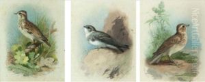 Skylark, Sand Martin, Woodlark Skylark, Sand Martin, Woodlark