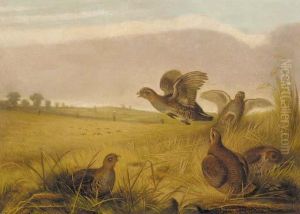 Partridge Rising by Archibald Thorburn