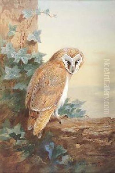 Barn-owl - view 1