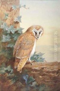 Barn-owl