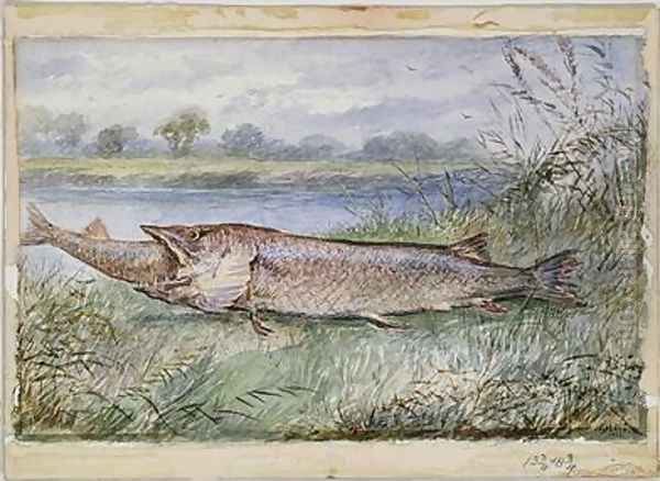 An Amazing Incident showing a Jack Pike of 6lbs attempting to swallow a Barbel of 1 3-4lbs found on Monkey Island - view 1