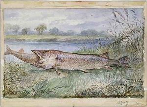 An Amazing Incident showing a Jack Pike of 6lbs attempting to swallow a Barbel of 1 3-4lbs found on Monkey Island