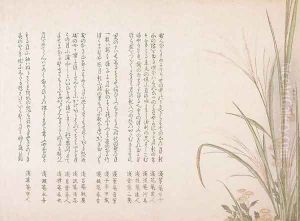 Asters and Susuki Grass