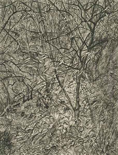 Garden in Winter - view 1