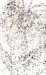 Maize 1965. Maize 1965.