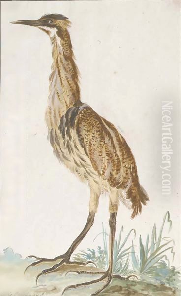 A bittern (Botaurus stellaris) in profile to the left - view 1