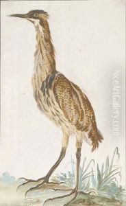 A bittern (Botaurus stellaris) in profile to the left by Aert Schouman