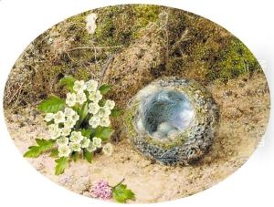 Still-life of bird's nest and hawthorne, on a mossy bank Still-life of bird's nest and hawthorne, on a mossy bank