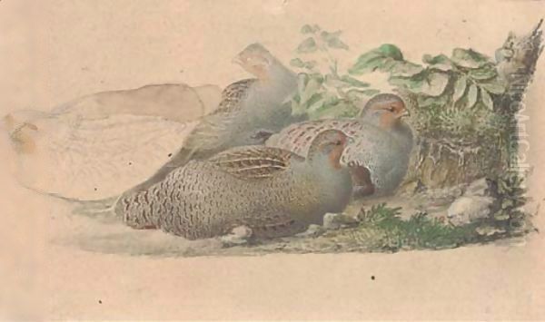 Nesting partridges recto and a falcon verso - view 1