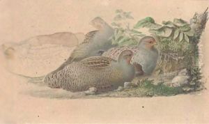 Nesting partridges recto and a falcon verso by Joseph Wolf