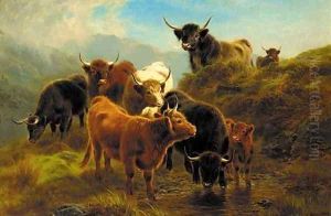 Highland cattle 2 Highland cattle 2
