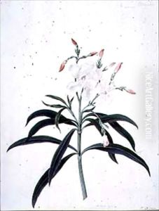 Flower Studies by Peter Brown